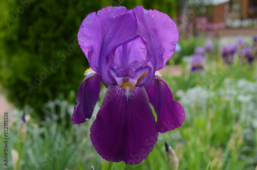 Violet iris flowers Closeup on blurredgreen garden blackground. Beautiful nature background. Blue and violet iris flowersare photo