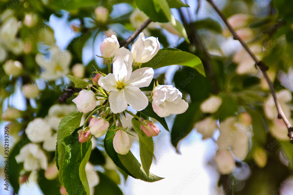 apple tree flowers apple tree flowers