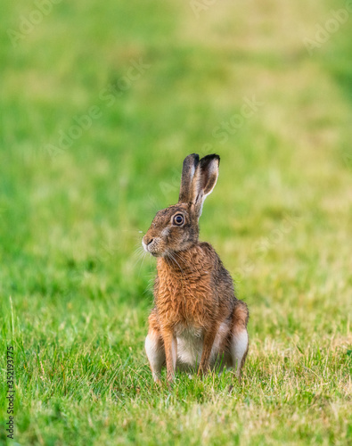 wild hare sitting 