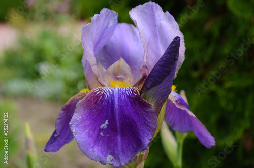 Violet iris flowers Closeup on blurredgreen garden blackground. Beautiful nature background. Blue and violet iris flowersare growing in garden photo