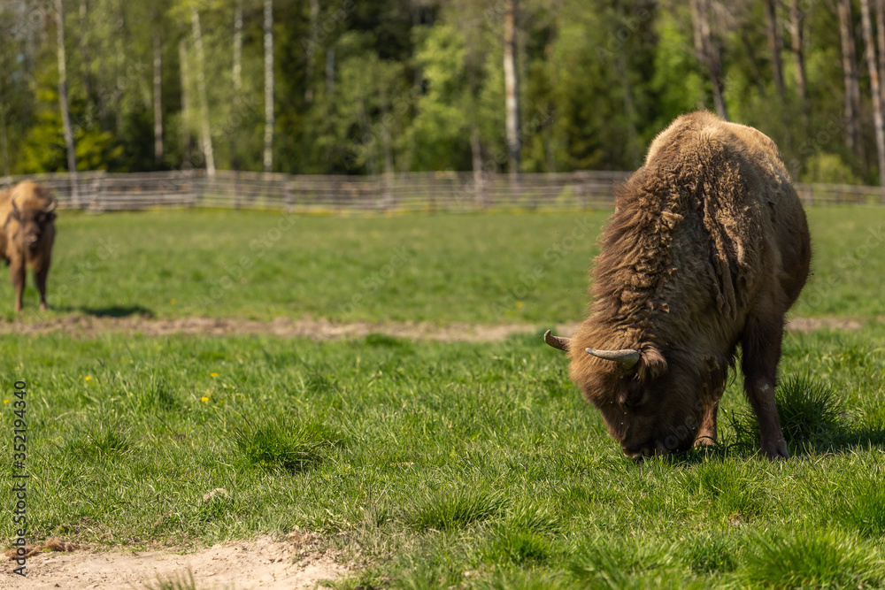 Fototapeta premium bison peacefully nips grass on the lawn