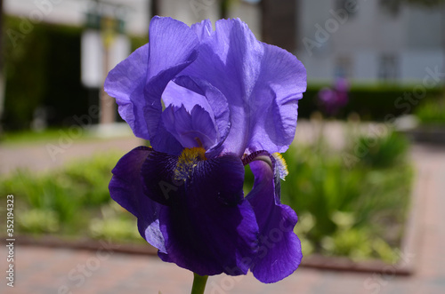 Violet iris flowers Closeup on blurredgreen garden blackground. Beautiful nature background. Blue iris flowersare growing in garden photo