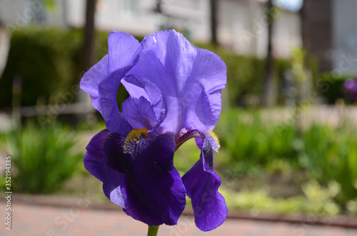 Violet iris flowers Closeup on blurredgreen garden blackground. Beautiful nature background. Blue iris flowersare growing in garden photo