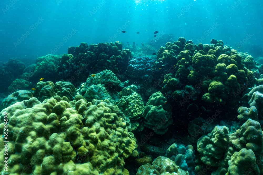 Obraz premium underwater scene with coral reef and fish; Sea in Surin Islands; Phang Nga Province; southern of Thailand.