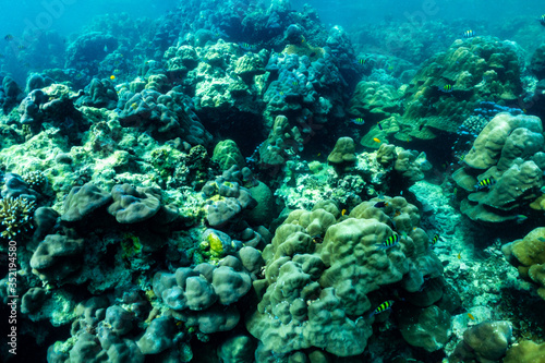 underwater scene with coral reef and fish  Sea in Surin Islands  Phang Nga Province  southern of Thailand.