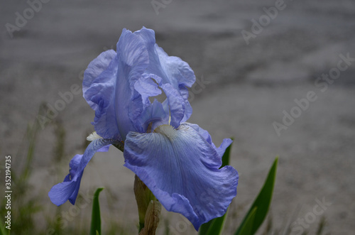 Violet iris flowers Closeup on blurredgreen garden blackground. Beautiful nature background. Blue iris flowersare growing in garden photo