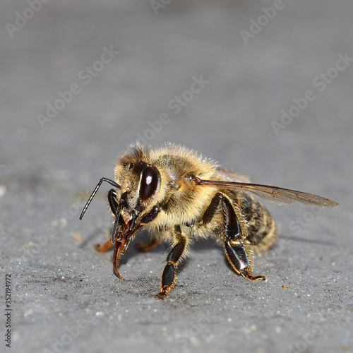 Biene, Erdbiene, Sandbiene, Zaunwicken-Sandbiene, Andrena (Taeniandrena) lathyri, Insekt, Tier, Makro