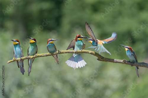 Flock of European Bee eaters in breeding season (Merops apiaster) photo