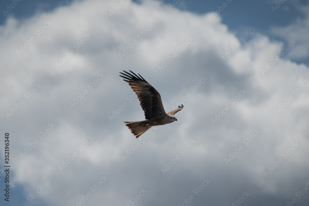 close up pictures of flying birds, such as milvus, during the day with blue sky close up pictures of flying birds, such as milvus, during the day with blue sky