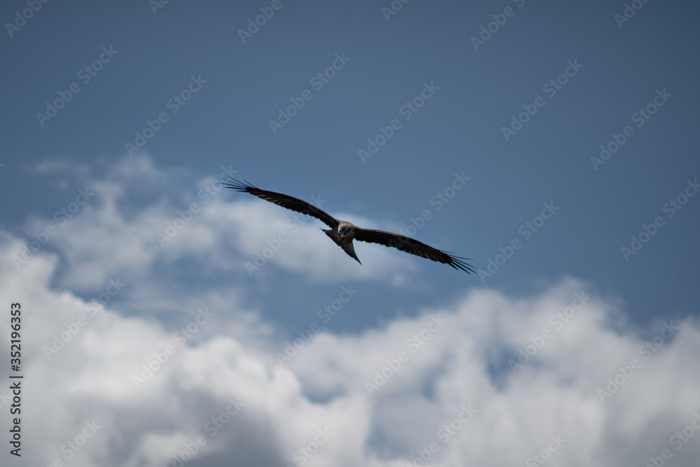 close up pictures of flying birds, such as milvus, during the day with blue sky close up pictures of flying birds, such as milvus, during the day with blue sky