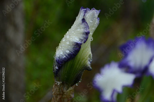 Violet iris flowers Closeup on blurredgreen garden blackground. Beautiful nature background. Blue iris flowersare growing in garden photo