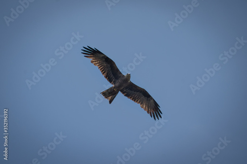 close up pictures of flying birds, such as milvus, during the day with blue sky © stalmphotos