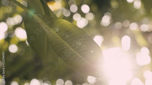 Summer Day. Sunlight Through a Green Leaf . Beam of Light Flare. Handheld