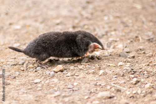 Schwarzer europäischer Maulwurf (talpa europaea) überquert Landstraße mit seinen großen Grabehänden und Grabeschaufeln auf dem Weg zu seinem Tunnelsystem mit Maulwurfhügeln und gräbt nach Insekten photo