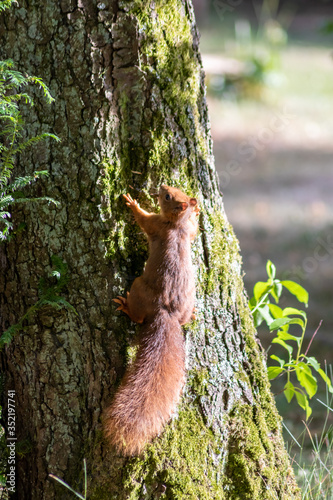 Rot-braunes Eurasisches Eichhörnchen ist auf Futtersuche in einem Baum und springt von Ast zu Ast auf der Jagd nach Haselnüssen und leckeren Eicheln für die Anlage von Winterspeck © sunakri