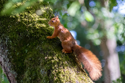 Rot-braunes Eurasisches Eichhörnchen ist auf Futtersuche in einem Baum und springt von Ast zu Ast auf der Jagd nach Haselnüssen und leckeren Eicheln für die Anlage von Winterspeck