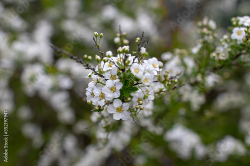 Spiraea cinerea Grefsheim bush white flowers macro photo photo