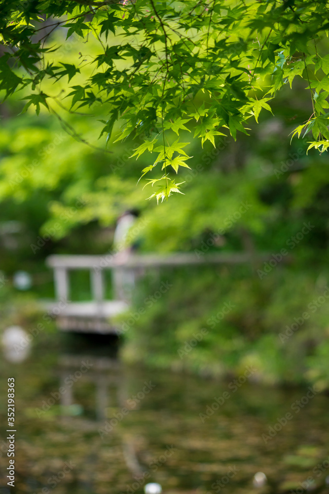 Naklejka premium 夏の綺麗なもみじの葉っぱと水面