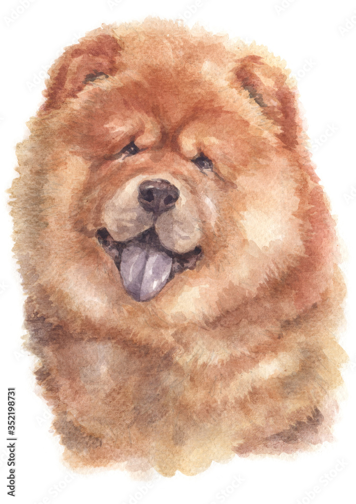Water colour painting of Chow Chow 160