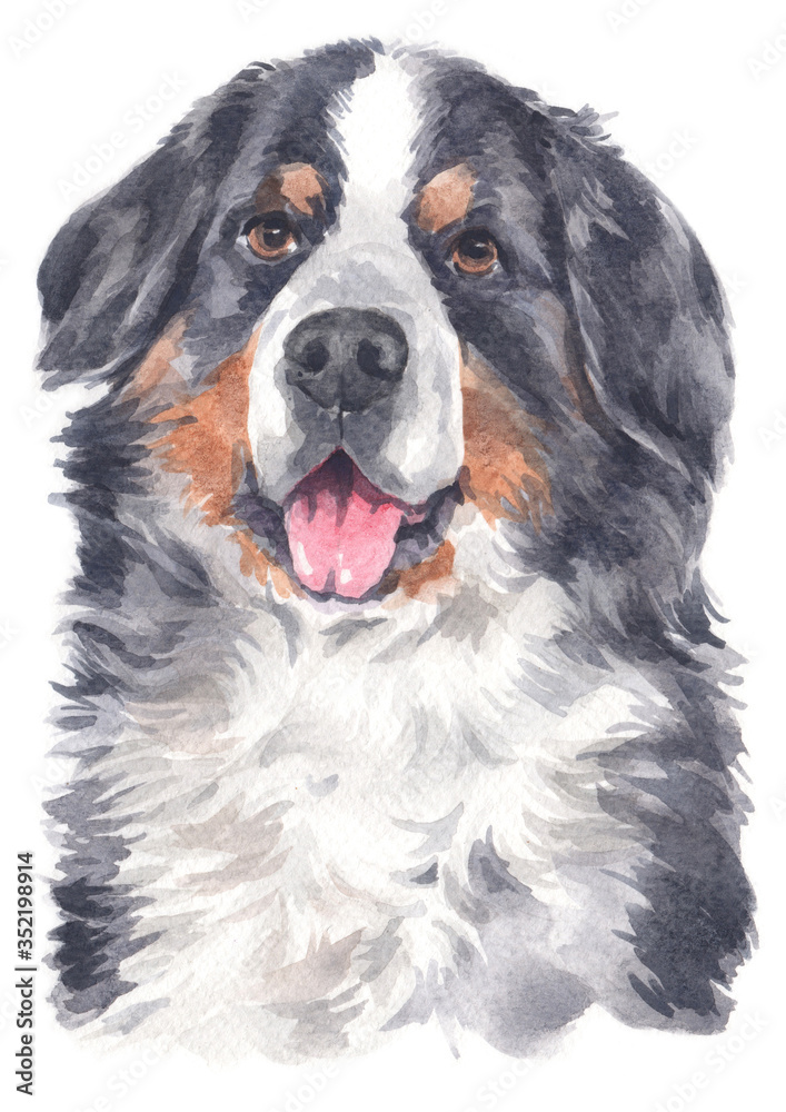 Water colour painting of Bernese Mountain Dog 170