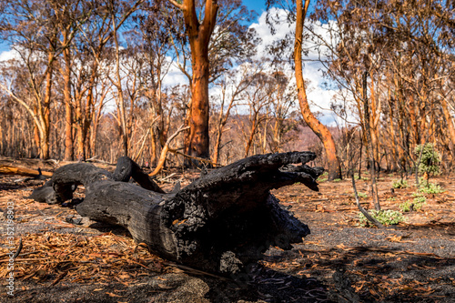 A forest in the Snowy Mountains, burnt down during the bush fires in Australia. Burnt trees lying on the ground.