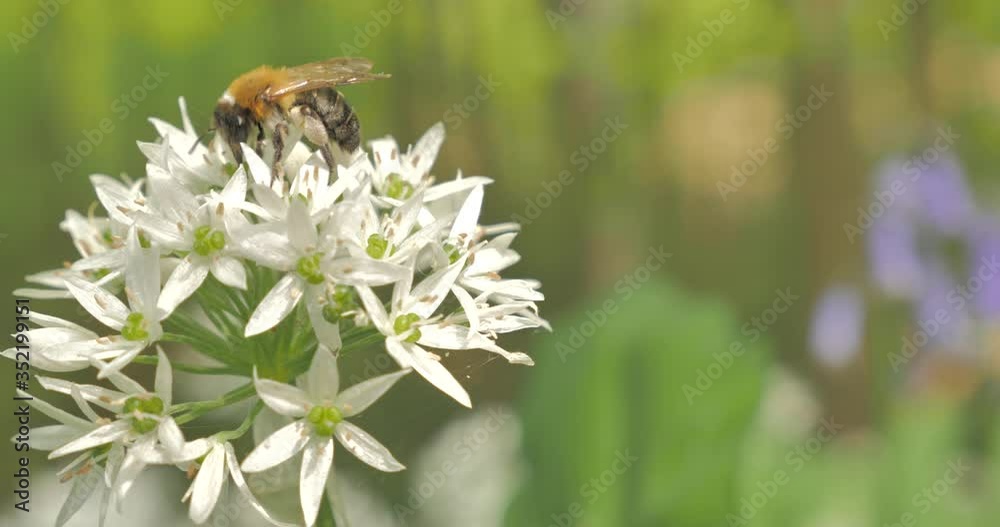 Ail des ours et une abeille 