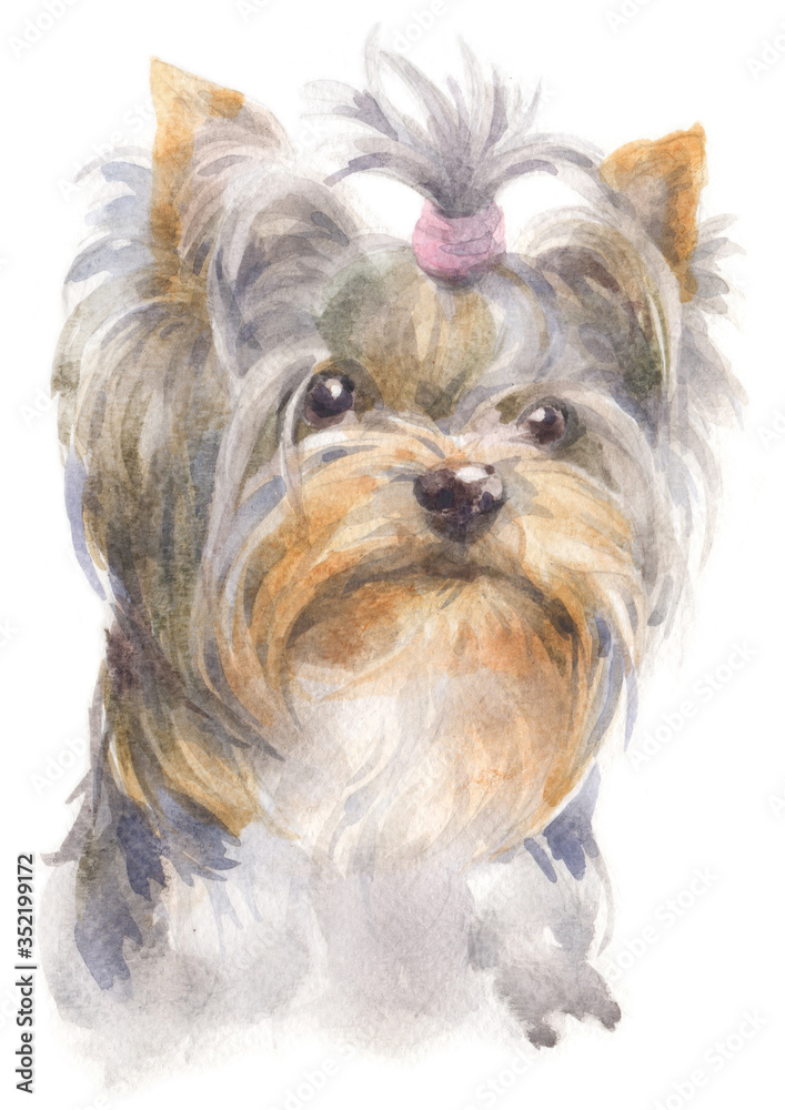 Water colour painting of Yorkshire Terrier 184 Water colour painting of Yorkshire Terrier 184