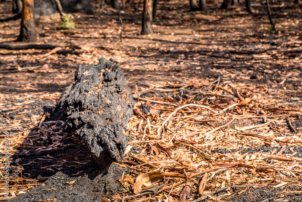 A forest in the Snowy Mountains, burnt down during the bush fires in Australia. Burnt trees lying on the ground. A forest in the Snowy Mountains, burnt down during the bush fires in Australia. Burnt trees lying on the ground.