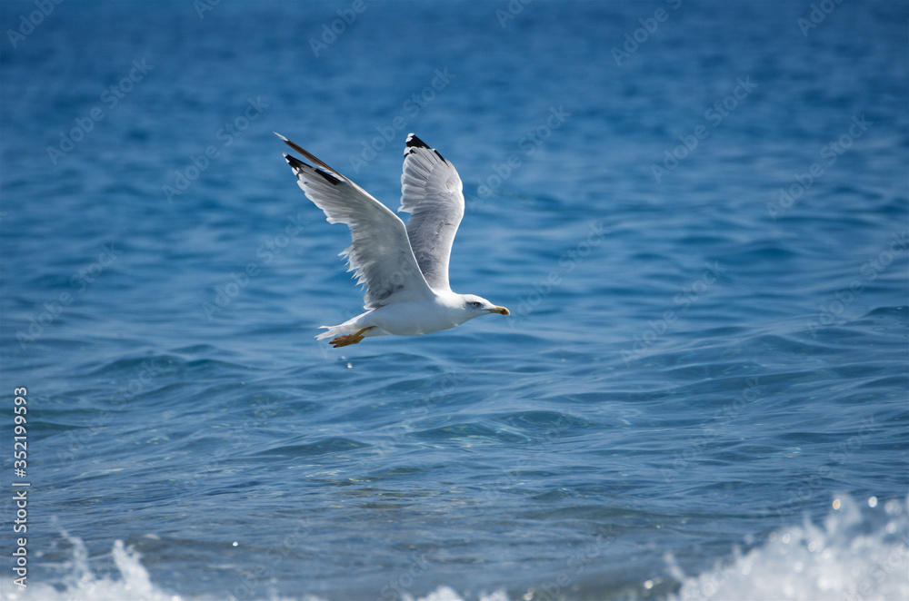 Seagull flying near the beach