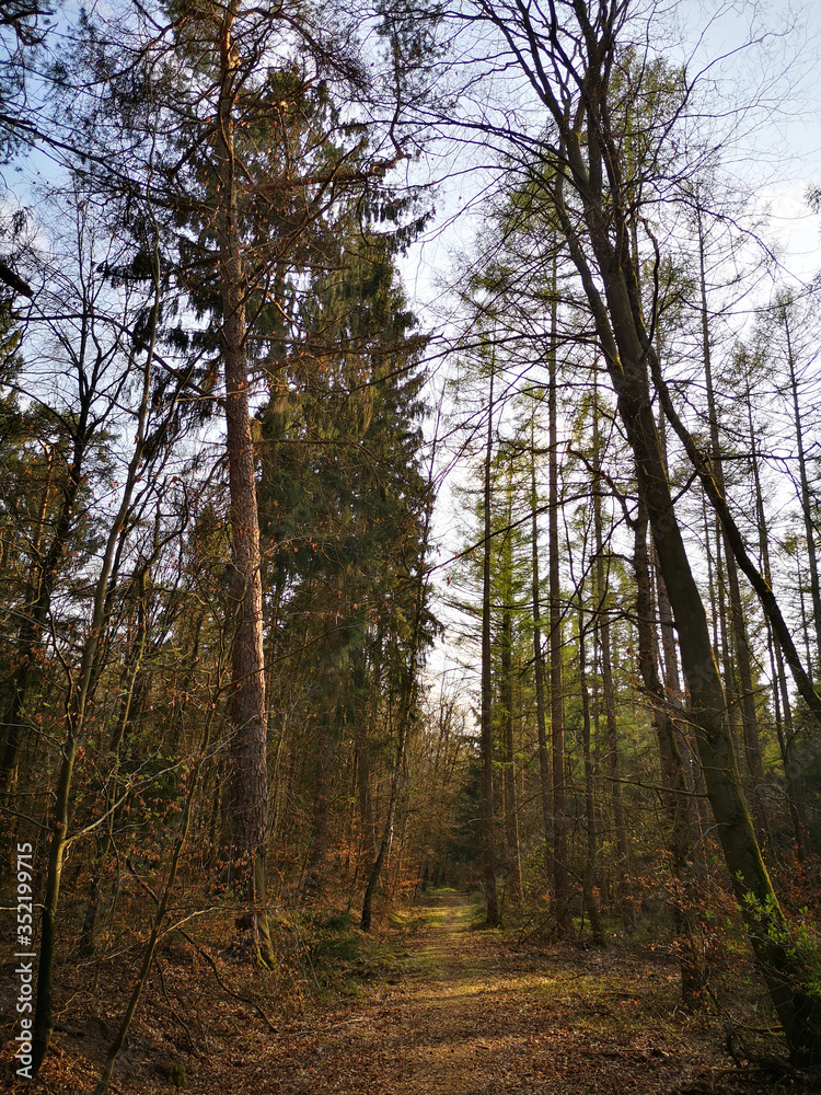 Obraz premium Impression of nature