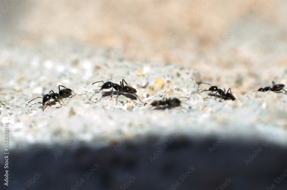 ants walking in a row - formiche camminano in fila ants walking in a row - formiche camminano in fila
