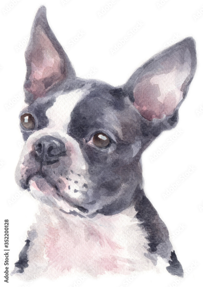 Water colour painting of Boston Terrier 234