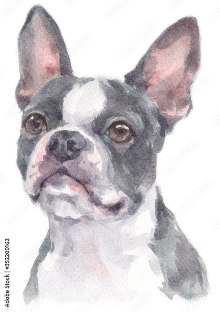 Water colour painting of Boston Terrier 236