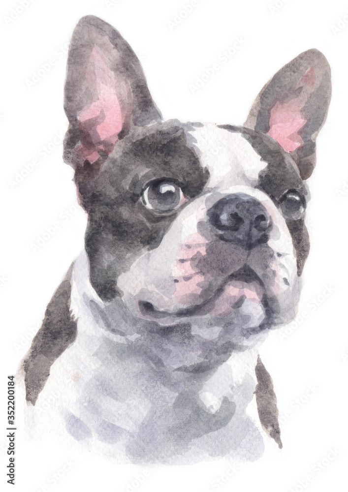 Water colour painting of Boston Terrier 237