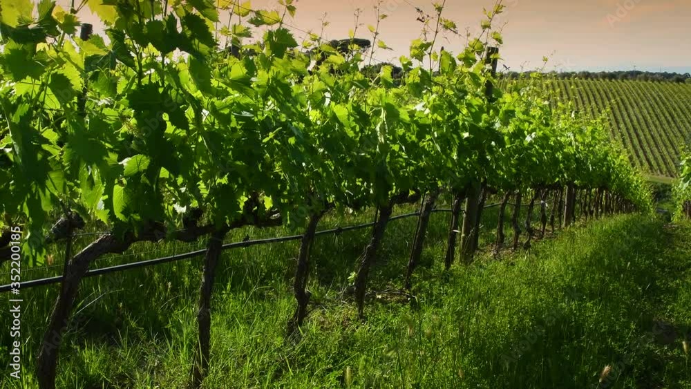 beautiful rows of young green vineyards in the Chianti region move in the wind at sunset. Greve in Chianti, Tuscany. Italy. Slider camera movement. beautiful rows of young green vineyards in the Chianti region move in the wind at sunset. Greve in Chianti, Tuscany. Italy. Slider camera movement.
