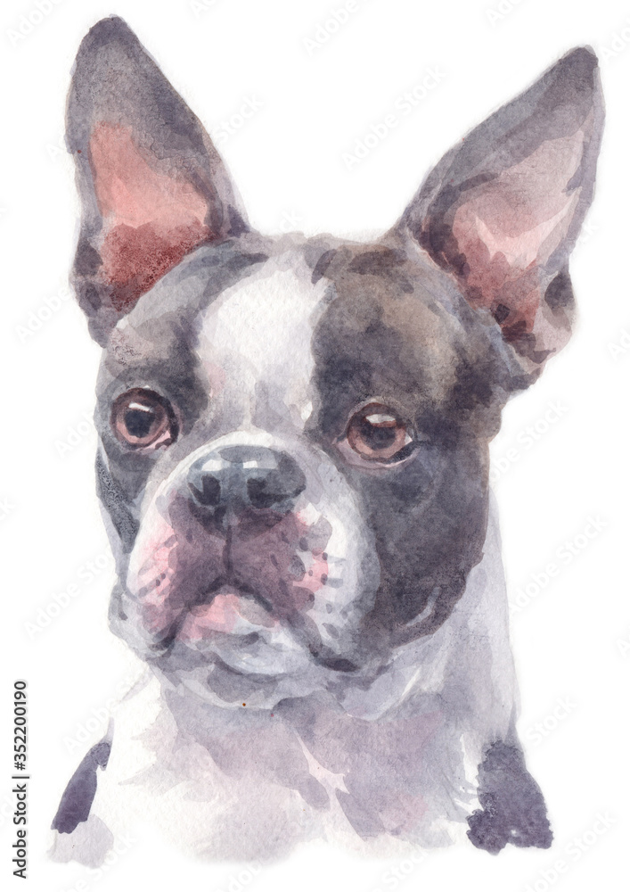 Water colour painting of Boston Terrier 238