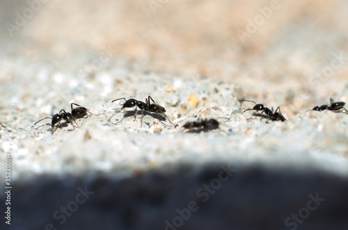 ants walking in a row - formiche camminano in fila © Giovanni