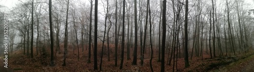 Nebel im herbstlichen Wald © Schattenwanderer