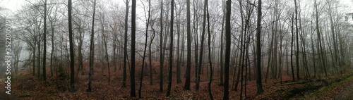 Nebel im herbstlichen Wald