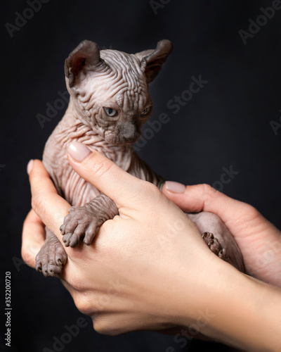 Fototapeta Naklejka Na Ścianę i Meble -  woman holding a cat