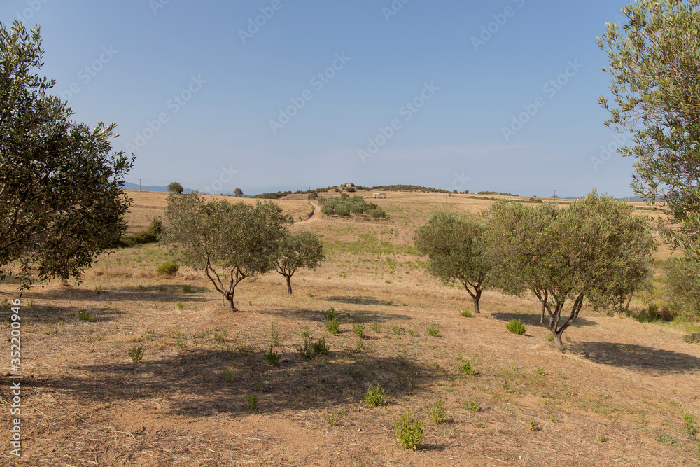 Field with olive trees