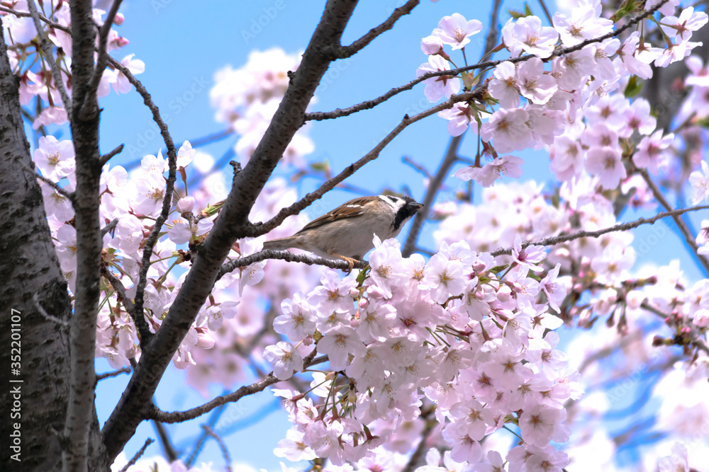 桜 桜