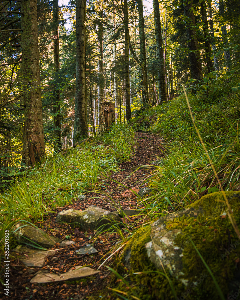 Fototapeta premium dans les forêts des vosges