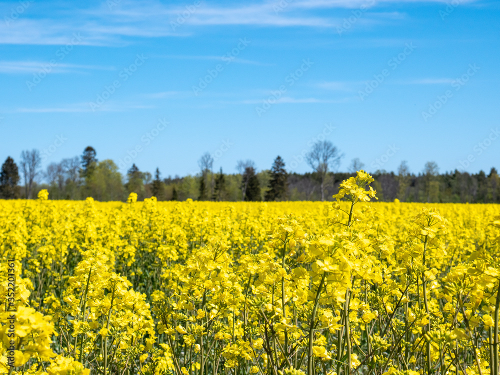 Fototapeta premium Oilseed rape field with forest on background
