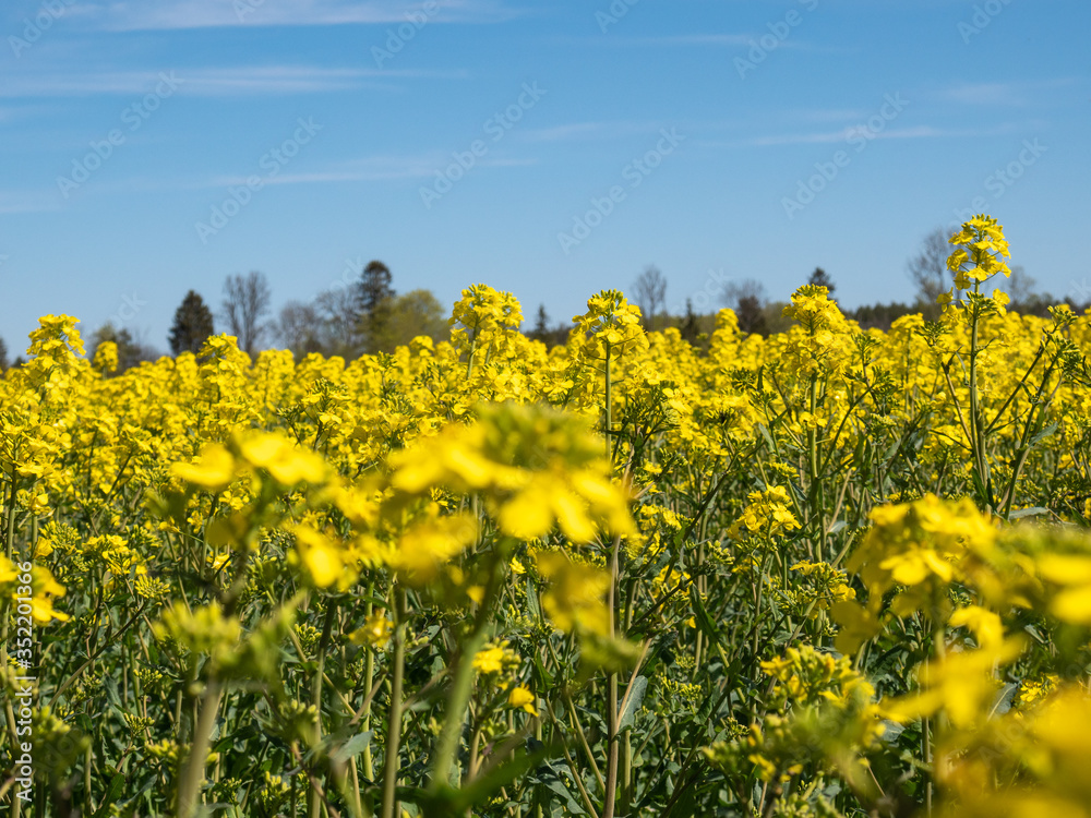 Oilseed rape field with forest on background Oilseed rape field with forest on background