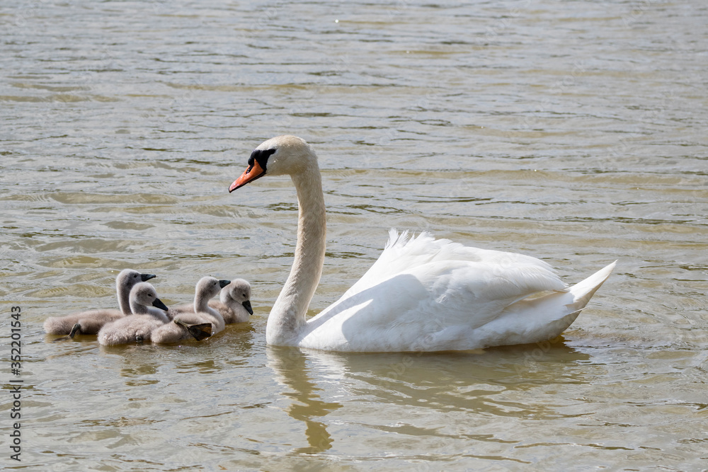 Obraz premium Schwanenfamilie