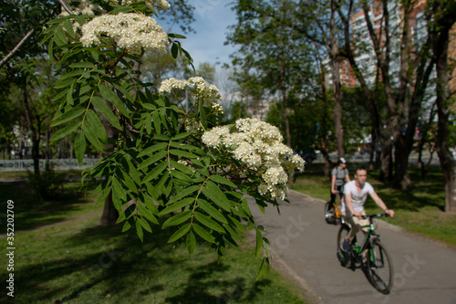  cyclist on a spring street where mountain ash blooms