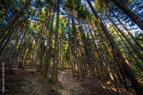 Fototapeta Naklejka Na Ścianę i Meble -  Spring trekking Beskidy do Magurka