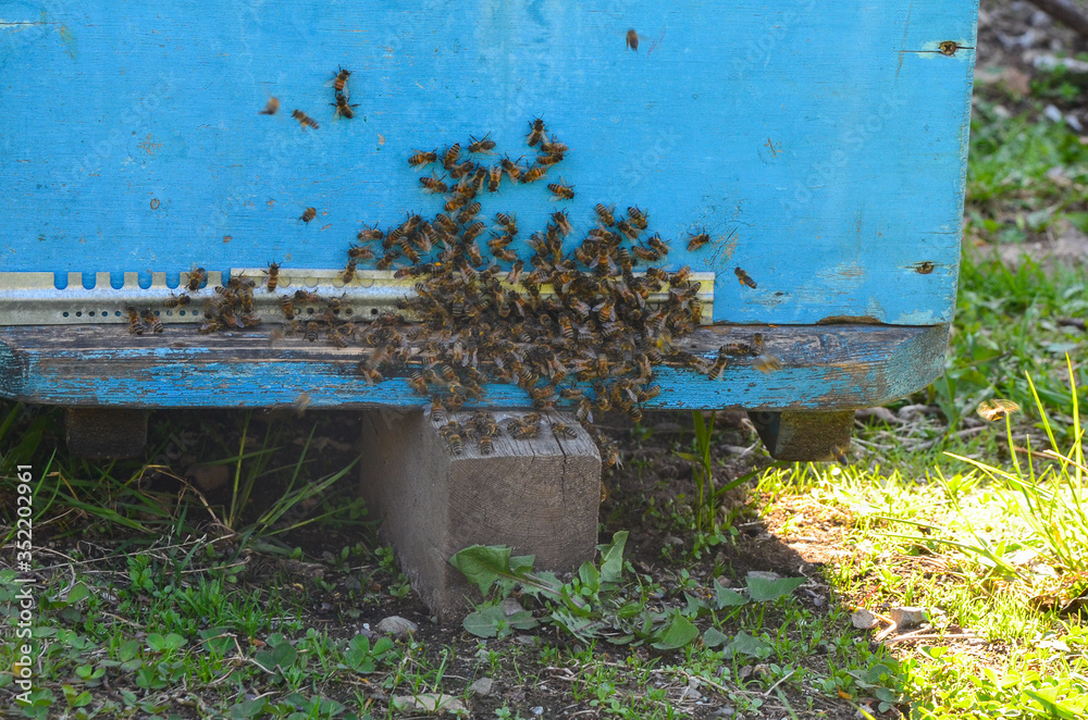 The bees in the hive. Apiary with bees. The concept of beekeeping The bees in the hive. Apiary with bees. The concept of beekeeping