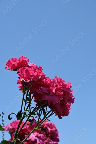 rose garden aramaki itami photo